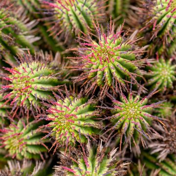 Euphorbia horrida - Afrikaanse melkvat