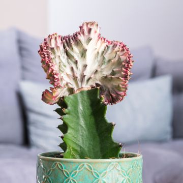 Euphorbia lactea Cristata - Kandelaarsplant