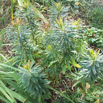 Euphorbia martinii - Wolfsmelk