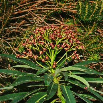 Euphorbia mellifera - Wolfsmelk