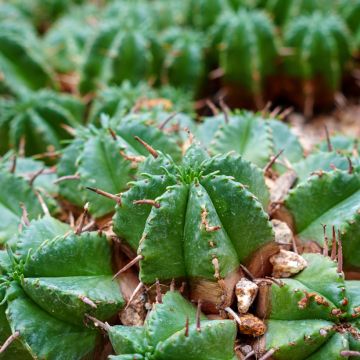 Euphorbia meloformis - Meloformis-wolfsmelk