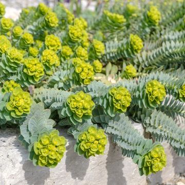 Euphorbia myrsinites - Wolfsmelk