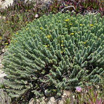 Euphorbia pithyusa - Wolfsmelk