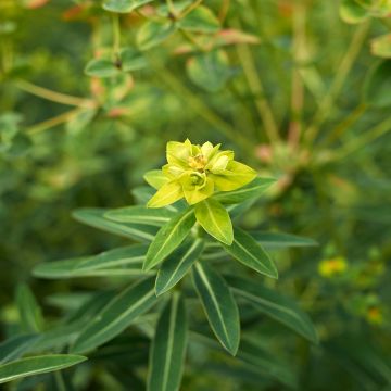 Euphorbia schillingii - Wolfsmelk