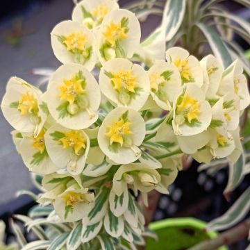 Euphorbia characias Tasmanian Tiger - Wolfsmelk