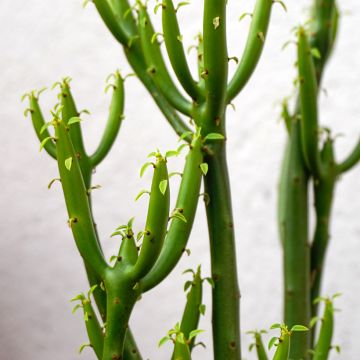 Euphorbia tirucalli - Potloodplant