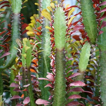 Euphorbia trigona rubra - Afrikaanse melkboom