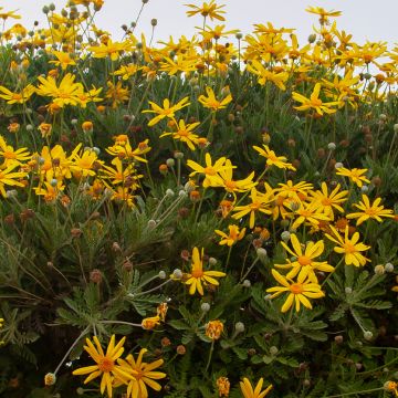 Euryops chrysanthemoides Sonnenschein - Zuid-Afrikaanse margriet