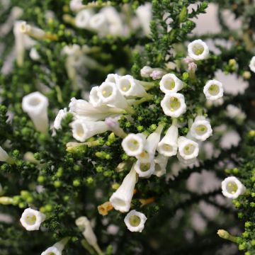 Fabiana imbricata Alba - Pichi