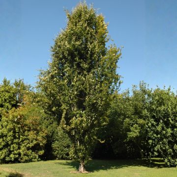 Fagus sylvatica Dawyck - Zuilbeuk