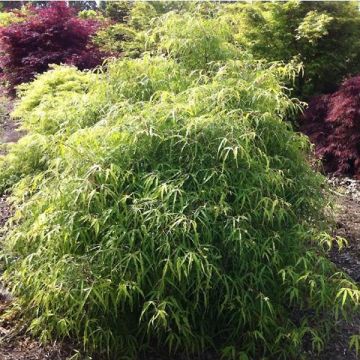 Fagus sylvatica Mercedes - Dwergbeuk