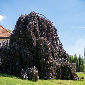 Fagus sylvatica Purple Fountain - Treur-koperbeuk