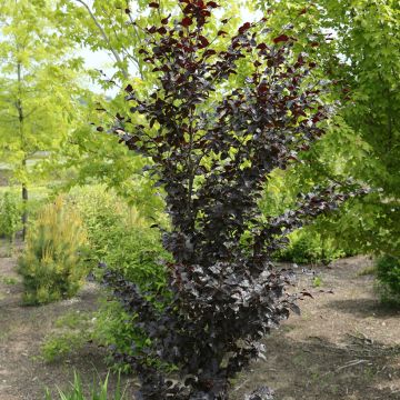Fagus sylvatica Purpurea Nana - Dwerg-koperbeuk