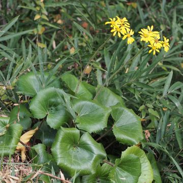 Farfugium japonicum - Luipaardplant