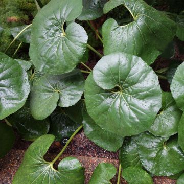 Farfugium japonicum Gigantea - Luipaardplant