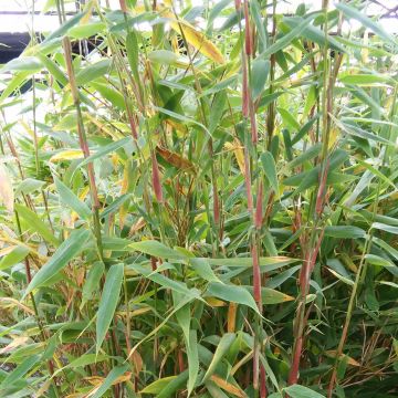 Fargesia murielae Panda - Niet-woekerende bamboe