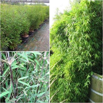 Fargesia nitida Black Pearl - Niet-woekerende bamboe