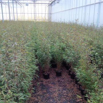 Fargesia Sichuan Green Dragon - Niet-woekerende bamboe