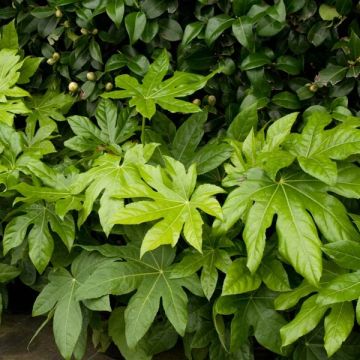 Fatsia japonica - Vingerplant