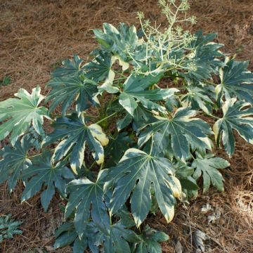 Fatsia japonica Variegata - Vingerplant
