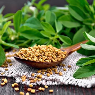 Fenegriek groenbemester Ferme de Sainte Marthe - Trigonella foenum-graecum