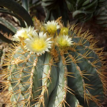 Ferocactus glaucescens - Vatcactus