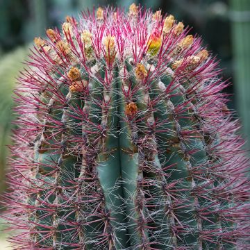 Ferocactus stainesii pilosus - Vatcactus