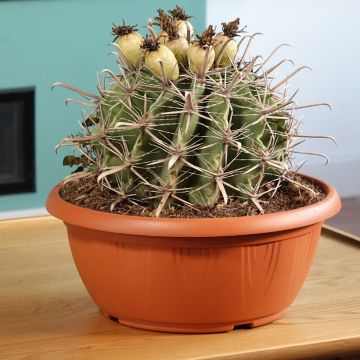 Ferocactus horridus - Vatcactus
