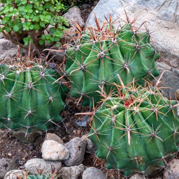 Ferocactus latispinus - Vatcactus