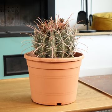 Ferocactus rectispinus - Vatcactus