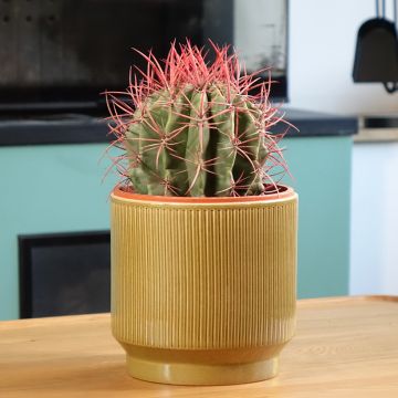 Ferocactus stainesii - Vatcactus