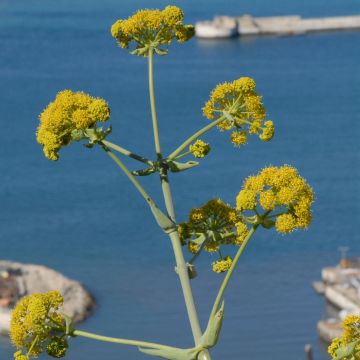 Ferula tingitana - Venkelboom
