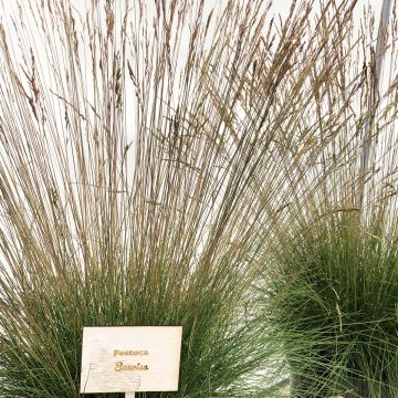 Festuca glauca Sunrise (zaad) - Blauw schapengras