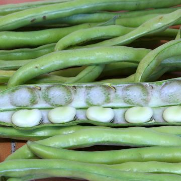 Tuinboon Driemaal Wit Listra