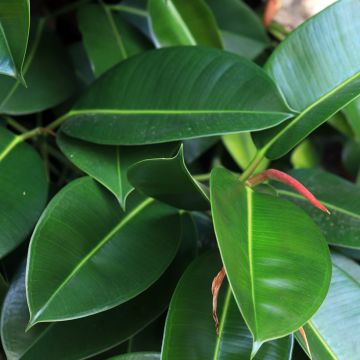 Ficus elastica Melany - Rubberplant