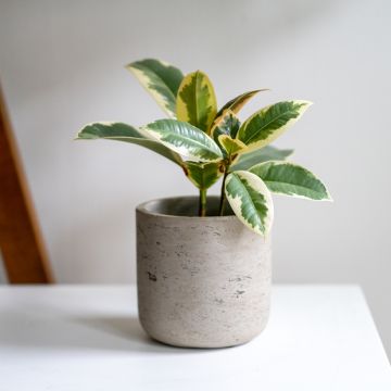 Ficus elastica Tineke - Rubberplant
