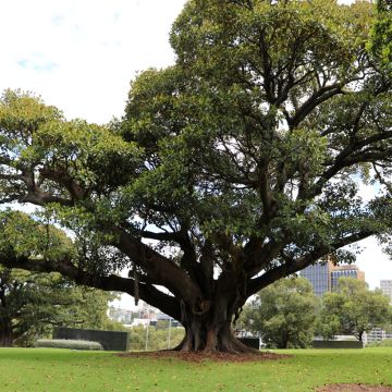 Ficus rubiginosa Australis - Australische vijgenboom