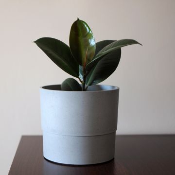 Ficus Burgundy - Rubberplant