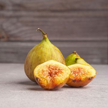 Vijgenboom Gustis Ficcolino