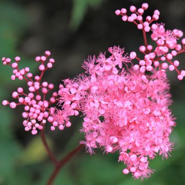 Filipendula multijuga - Moerasspirea