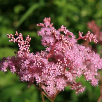 Filipendula palmata Nana - Moerasspirea