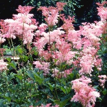 Filipendula rubra Venusta - Moerasspirea