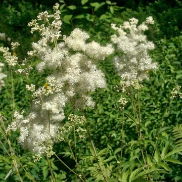 Filipendula ulmaria - Moerasspirea