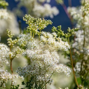 Filipendula vulgaris - Knolspirea