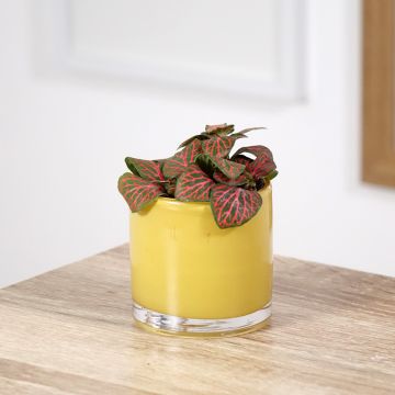 Fittonia Joly Josan Rood - Mozaïekplant