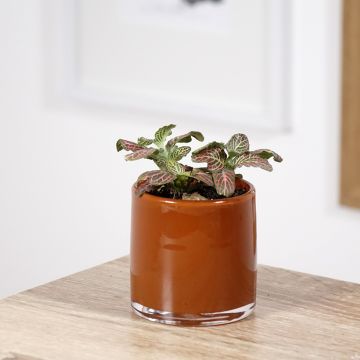 Fittonia Pink Special - Mozaïekplant