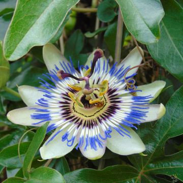 Passiflora caerulea (zaad) - Blauwe passiebloem