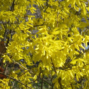 Forsythia Nimbus - Chinees klokje