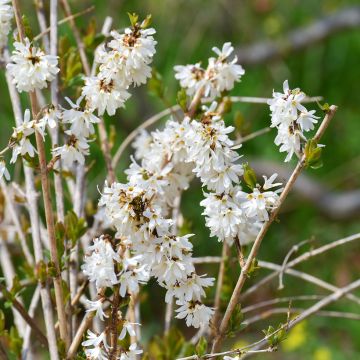 Abeliophyllum distichum Roseum - Witte forsythia