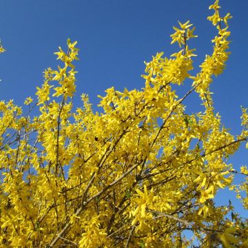 Forsythia Gold Rausch - Chinees klokje